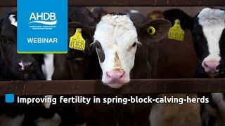 Improving fertility in spring-block-calving herds: Strategic farm webinar - Scotland