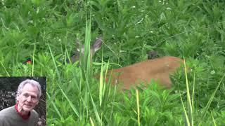 Red winged Black birds eating ticks and mites off the back of a deer, "Symbiotic Relationship"