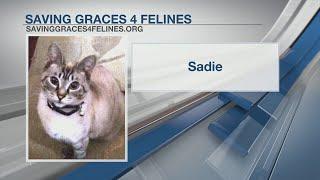 Saving Graces for Felines: Sadie