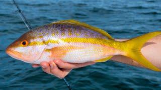 Yellowtail Snapper- Catch Clean Cook (Amazing Recipe)