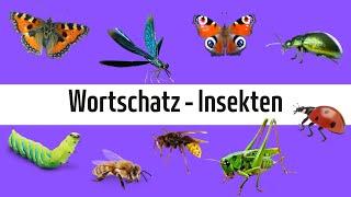 Learn German - Vocabulary: Insects