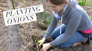 Planting onions on How to Grow a Garden with Scarlett