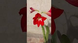 Amryllis flowers . please like and subscribe.#plants #flowers
