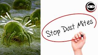 Dust Mites - What They're Telling You About Your Home