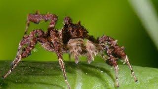 Spider With Three Super Powers | The Hunt | BBC Earth