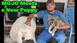 Mojo Meets a New Livestock Guardian Dog Puppy | Which Baby Goat Is Leaving For New York?