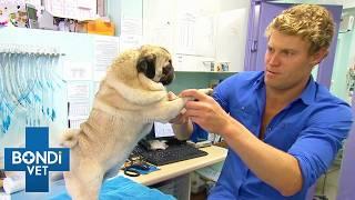 Poor Pug May Be Paralysed By Tick Bite  | Bondi Vet