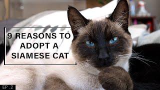 9 Reasons to adopt a Siamese Cat