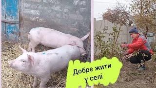 В СЕЛІ ТРЕБА ДОБРЕ ПРАЦЮВАТИ.Підготувала троянди до зими,ОБРІЗАЛА І ПРИКОПАЛА