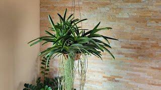 REPLANT VANDA TOUCEIRA