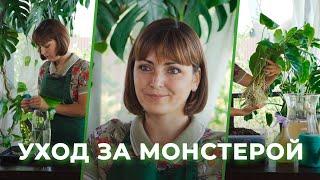 Как ухаживать за монстерой:  советы флориста