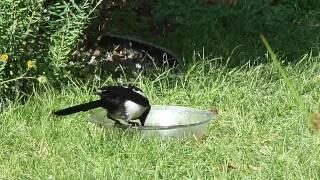 Young magpies