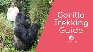 Gorilla Trekking in Uganda | Bwindi impenetrable Forest | EVERYTHING you need to know