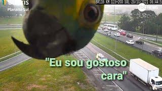 Papagaio aparece na câmera de rodovia pra dizer que é gostoso (meme)