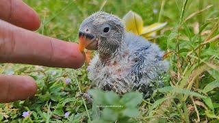 Peach-faced Lovebird Chick: Blue Opaline