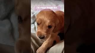 Diana has a secret for you! #dog #puppy #cute #subscribe