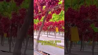 이 한국 포도, 열매 미쳤다!