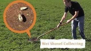 How to Collect Insects with a Wet Shovel