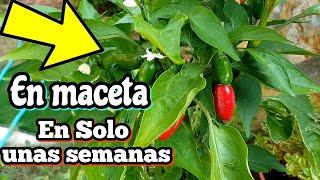  Solo Plantalo una vez y Podrás Cosechar cientos de Chiles Jalapeños en maceta (Sembrar Pimientos)