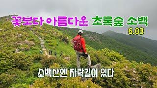 꽃보다 아름다운 초록숲 소백산/소백산철쭉과 아름다운 자락길 #소백산철쭉 #소백산자락길