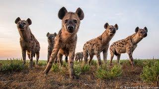 Wildlife photographer Will Burrard-Lucas creates technology to capture dangerous & elusive animals