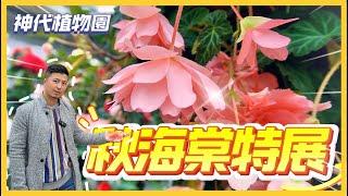 【陪你看花_6】極美秋海棠，從來不知道秋海棠可以這麼美，神代植物園的 秋海棠特展真的太威了。＃伊恩愛種花＃日本