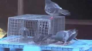 Feral pigeon trapping