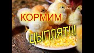 КОРМЛЕНИЕ ЦЫПЛЯТ С ПЕРВЫХ ЧАСОВ ЖИЗНИ//МОЯ ЛЮБИМАЯ УСАДЬБА