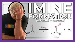 Imine Formation (Mechanism, Forward and Reverse Directions)