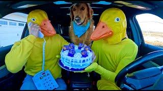 Rubber Ducky Surprises Cat & Puppy with Car Ride Chase