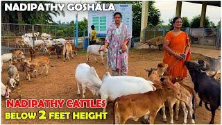 Nadipathy micro & Nano Cattle | 1 to 2 Feet Height | #miniature #trending #minicows #yt #youtube