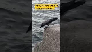 Важная птица в городе на Неве | Что она мне накаркала?