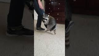 Funniest Rusty Raccoon Video