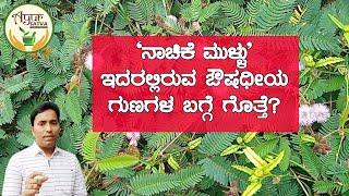 'ನಾಚಿಕೆ ಮುಳ್ಳು' ಎಷ್ಟು ಉಪಯೋಗಿ ಗೊತ್ತೆ? | Health benefits of 'Touch Me Not' plant