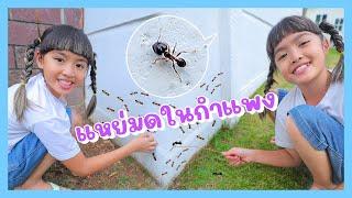 YimYamFamily | แหย่มดในกำแพง