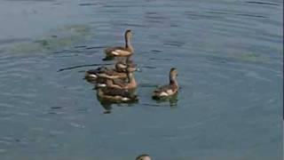 Flying ducklings