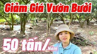 Giảm giá vườn bưởi đang cho thu hoạch,sản lượng 50 tấn/năm, có nhà, ao cá, chuồng trại đầy đủ.