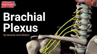 Brachial Plexus