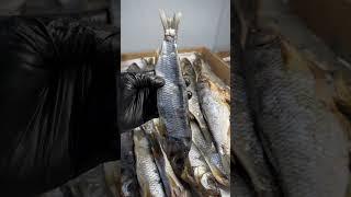 КОЛЫМСКИЙ Чебак вяленый  #азбукасевера #чебак