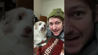 “Velcro dog” #dogs #dogshorts #vlog #shorts