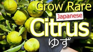 Yuzu | Japan's Prized Citrus | How To Grow Citrus | Grafting | Germination | Pruning | Propagation