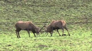 Red Stag Fight