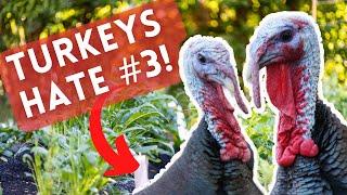 Do These 4 Things to Keep TURKEYS & CHICKENS OUT of Your Garden (Cheaply!)