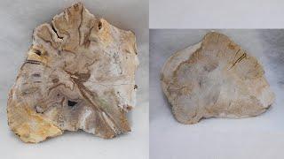 Petrified Wood Bali | Duma Fossil