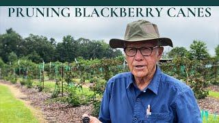 How to Prune BLACKBERRY Canes PART I | Dr. Arlie Powell | INCREASING YIELD