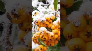 Листья облепихи, полезные и лечебные свойства #shorts