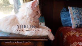 Dublin, Marvelous Maine Coon!!