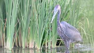 Goliath Heron spears catfish and swallows whole...EVENTUALLY.