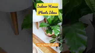 Get nature clean air inside your home with these indoor house plants  #ideas #shorts # plants