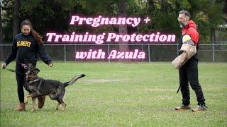 Pregnant and Working my Dog in Protection?